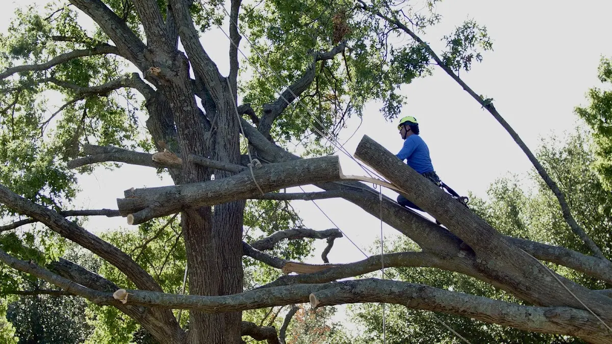 Professional Crown Thinning performed by certified arborists in Beeler