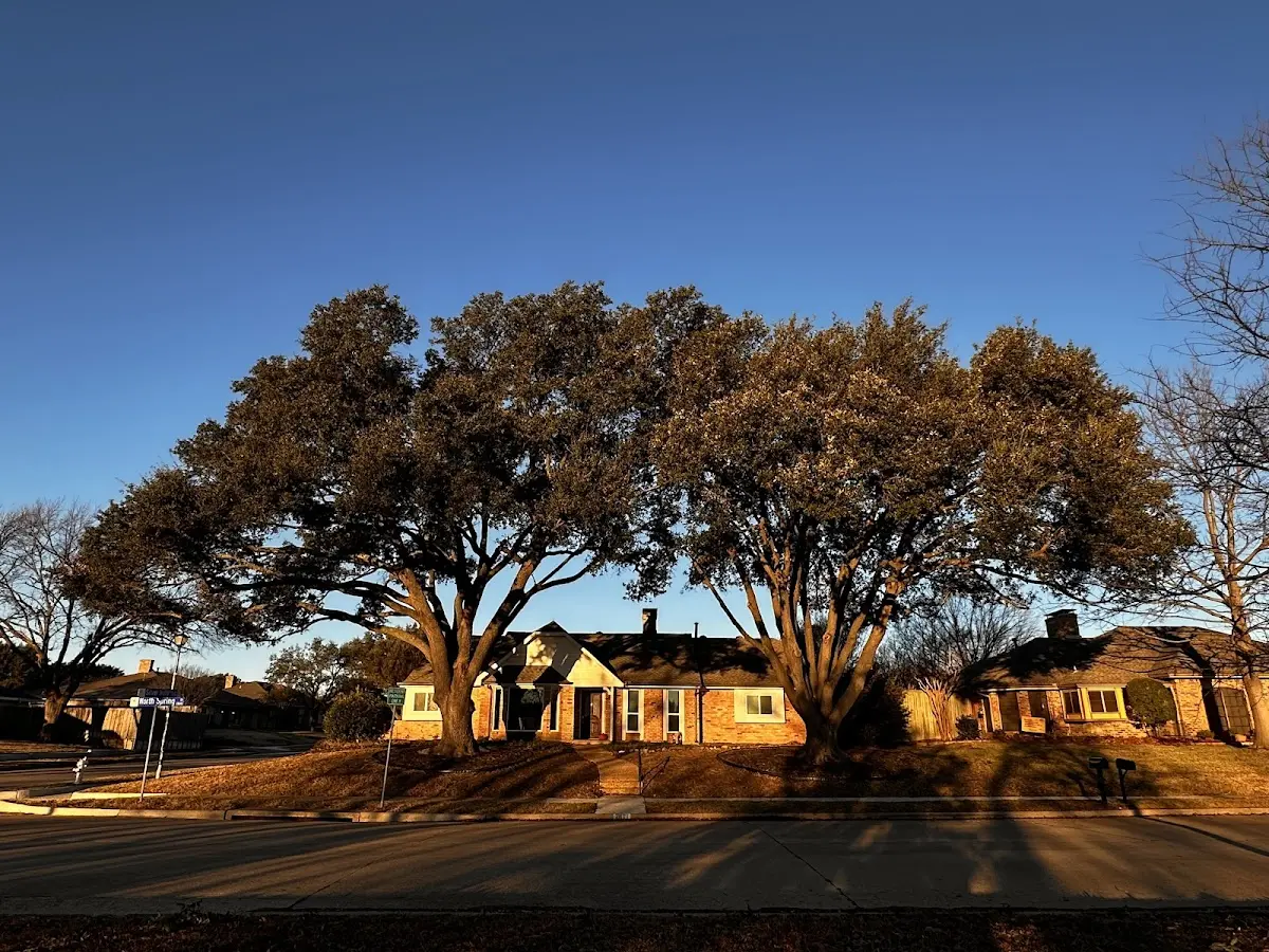 Established residential canopy tree shading a home in Beeler